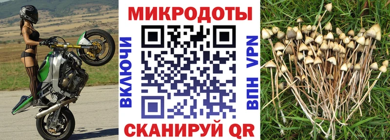 Псилоцибиновые грибы Psilocybine cubensis  Купить где  Находка 